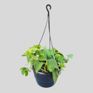 Philodendron scandens MICA 20cm