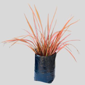 Phormium Tenax Flamingo 20lt