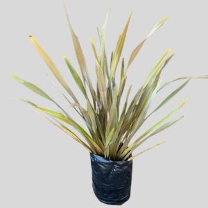 Phormiun tenax BRONZE 20lt