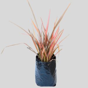 Phormium Tenax Flamingo 4lt