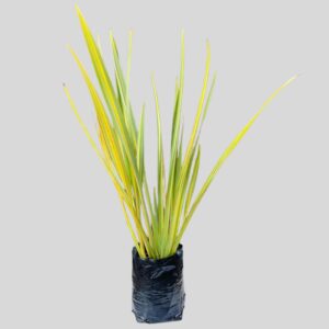 Phormium Tenax Lineata 10lt
