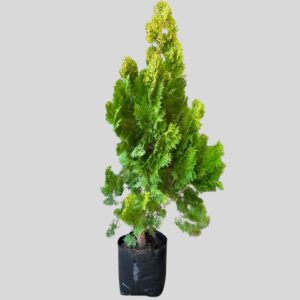 Platycladus Orientalis Aurea 10lt