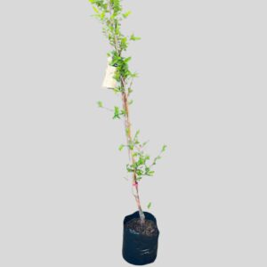Plum Fruit Tree 10lt