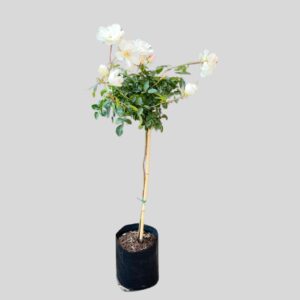 Rosa ICEBERG STD 19cm