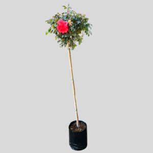 Rosa Nelson Mandela Var. Horanylove Std 10lt
