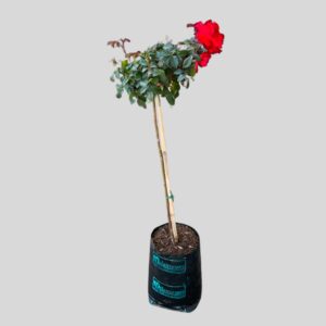 Rosa Satchmo Std 5lt