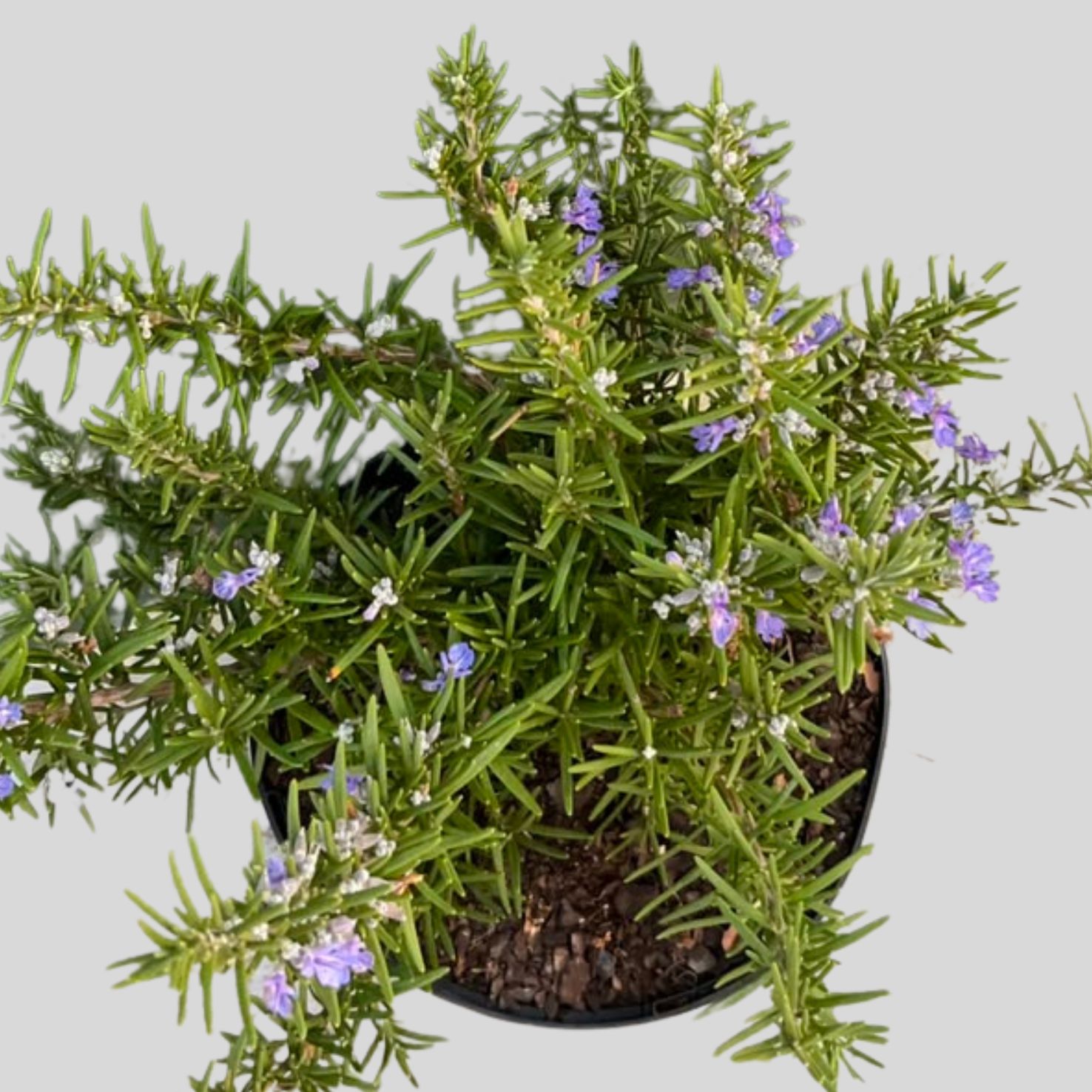 Rosmarinus Officinalis Green Ginger 17cm - Image 2