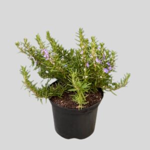 Rosmarinus Officinalis Green Ginger 17cm