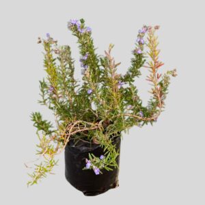 Rosmarinus Officinalis Mcconnels Blue 3lt