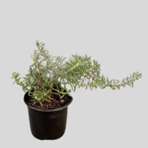 Rosmarinus Officinalis Prostatus Tony 12cm