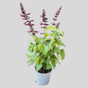 Salvia Plum Crazy 17cm