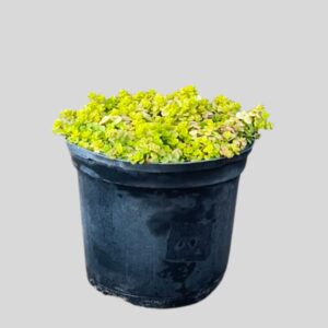 Sedum Makinoi Ogon 15cm