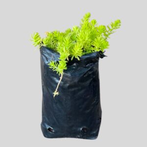 Sedum Yellow/White 2lt
