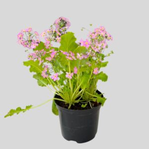 Simply Beautiful Range 15cm