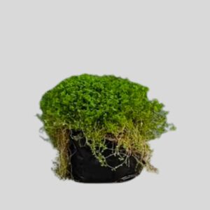 Soleirolia Soleirolii Peace In The Home 4lt