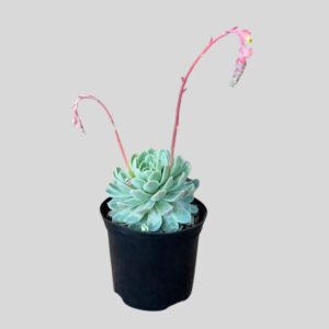 SUCCULENTS MIX 15CM LUCKY POTS