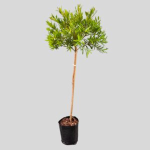 Syzygium Pondoense  Std 5lt