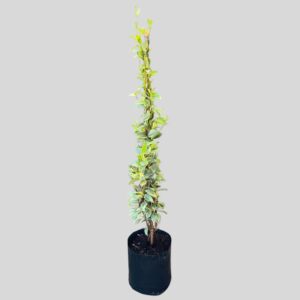 Trachelospermum jasminoides VAR 10lt