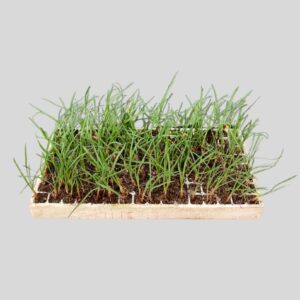 Tulbaghia violacea PEARL 128plugs