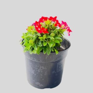 Verbena Mixed 15cm