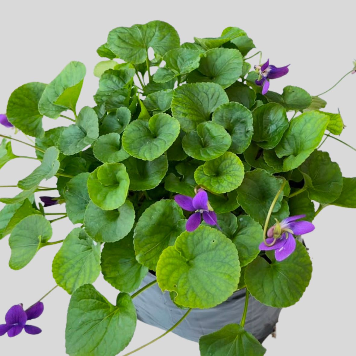 Viola Odorata 4lt - Image 2
