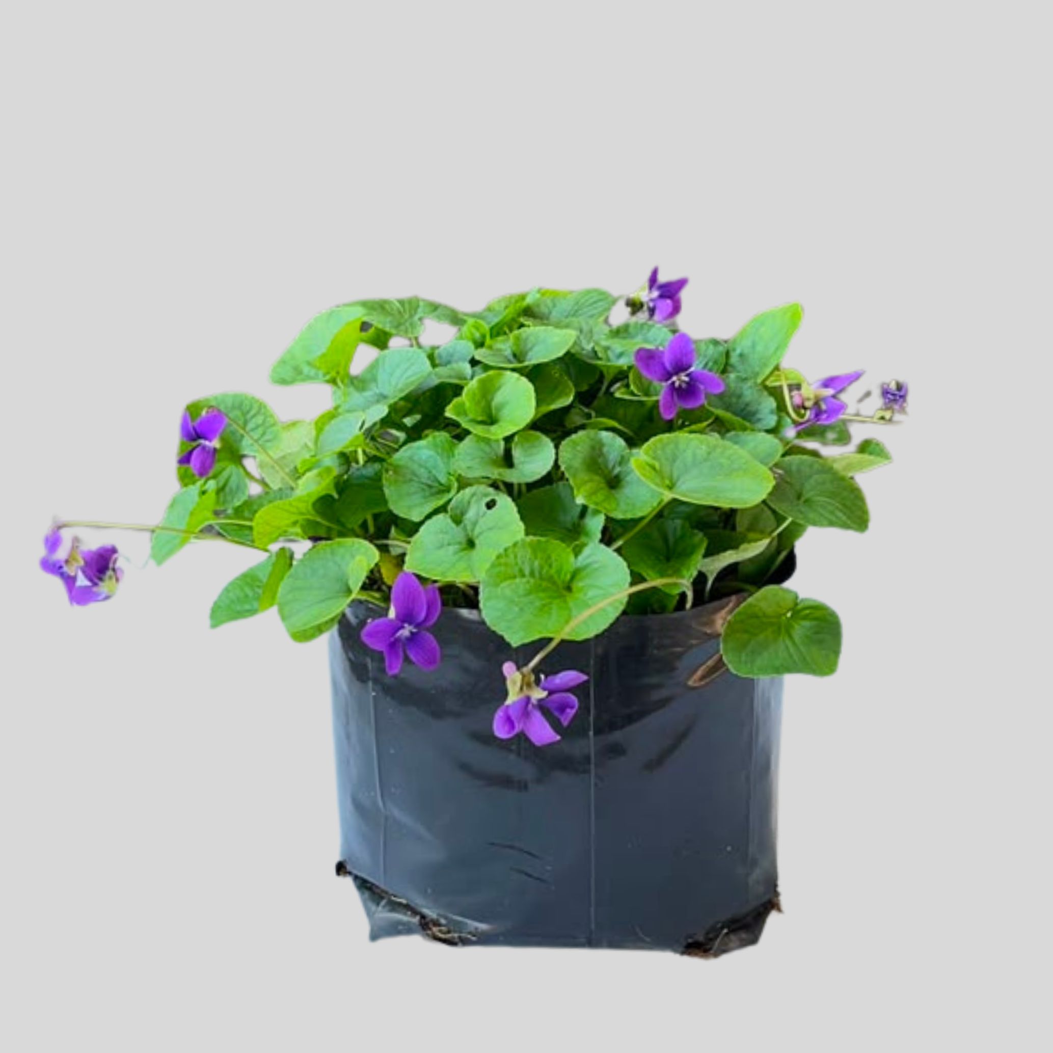 Viola Odorata 4lt