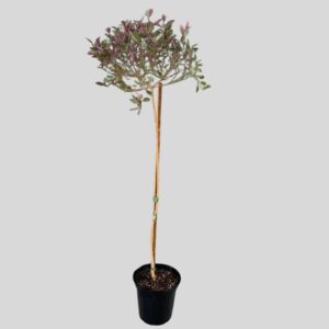 Vitex purpurea STD 10lt