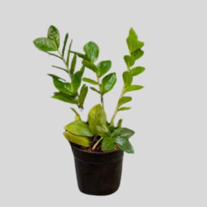 Zamioculcas Zamiifolia 12cm