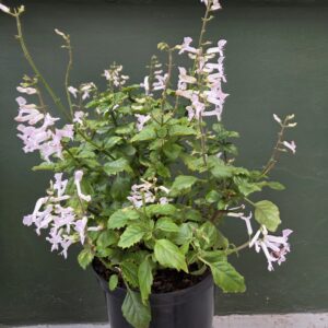 Plectranthus MAGIC MONA PEARL 21cm