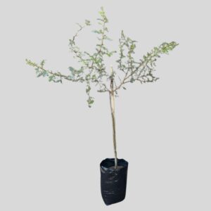 Acacia karoo 100lt