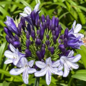 Agapanthus Midnight Moon 19cm