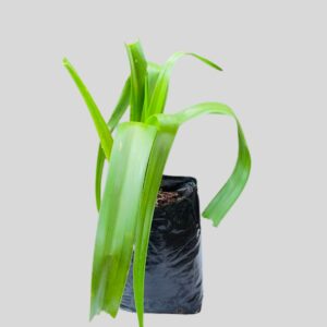 Albuca Nelsonii 4lt