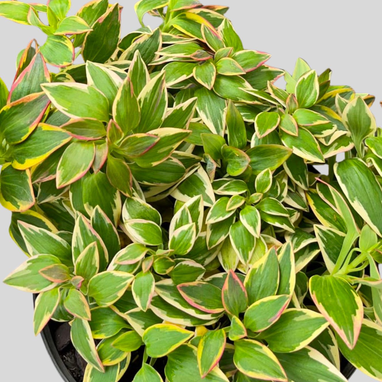 Alstroemeria Indica 21cm - Image 2