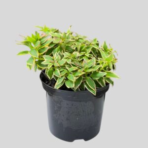 Alstroemeria Indica 21cm