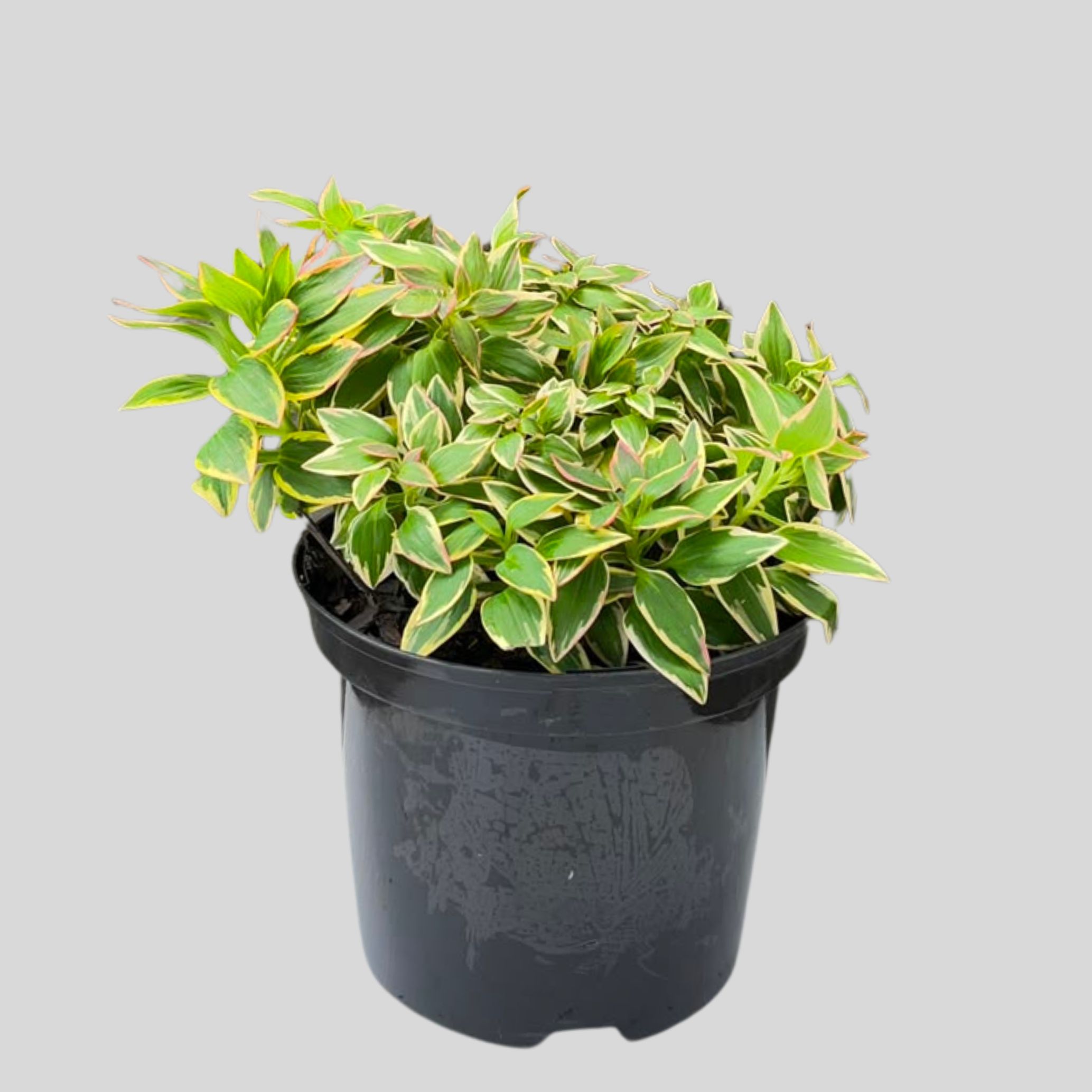 Alstroemeria Indica 21cm