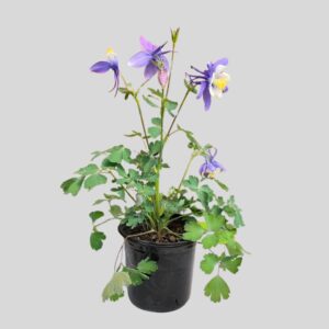 Aquilegia vulgaris EARLYBIRD 15cm