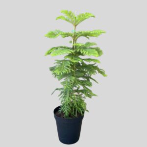 Araucaria heterophylla 30cm