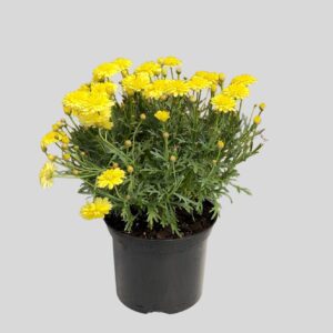 Argyranthemum Mixed 17cm