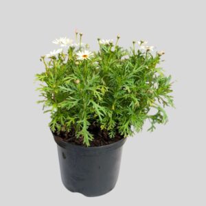 Argyranthemum MIXED 21cm
