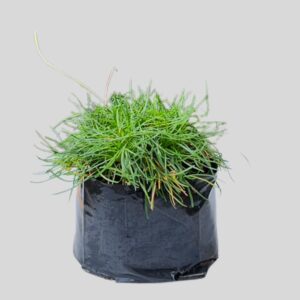 Armeria Pink/White 3lt