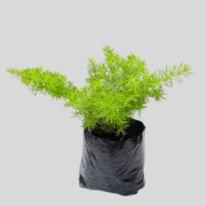 Asparagus Meyersii 1lt