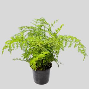 Asplenium Bulbiferum 15cm