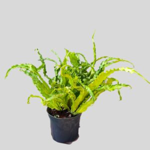 Asplenium Osaka 21cm
