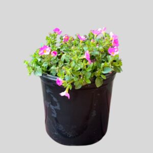 Bacopa Gulliver Mixed 17cm