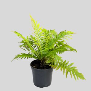 Blechnum Gibbum Silver Lady 15cm