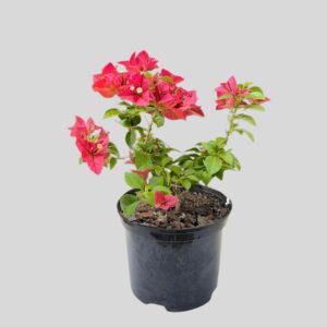 Bougainvillea Mixed 17cm