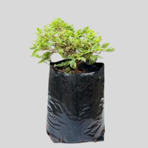 Bougainvillea Various Bush 10lt