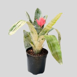 Bromelia Aechmea 19cm