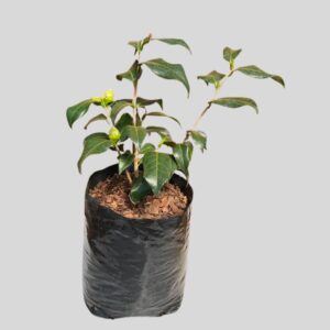 Camellia Japonica White 5lt