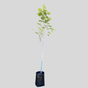 Celtis africana 20lt